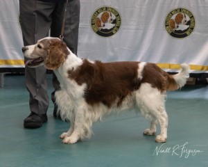Sp. Shooting Dog